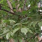 Myroxylon balsamum Leaf