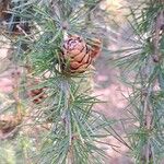 Larix decidua Fruit