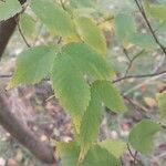 Zelkova carpinifolia برگ