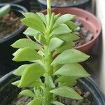 Peperomia dolabriformis Feuille