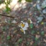 Tolumnia variegata Fleur