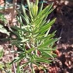 Grevillea juniperina Leaf