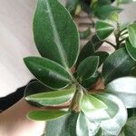 Peperomia serpens Lapas