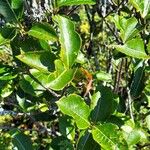 Viburnum nudum Leaf