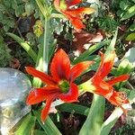 Hippeastrum puniceum 整株植物
