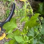 Geum macrophyllumHostoa