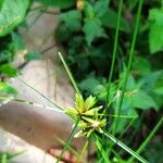 Cyperus compressus Levél