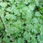 Bowlesia incana Yaprak