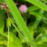 Mimosa xanthocentra Leht