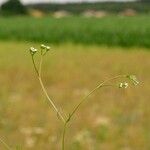 Valerianella dentata Çiçek