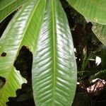 Ardisia fimbrillifera Leaf