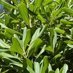 Pittosporum viridiflorum Листок