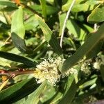 Hakea salicifolia Blomst
