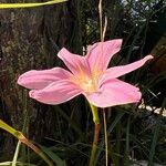 Zephyranthes carinata Blüte