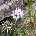 Physoplexis comosa 花