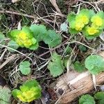 Chrysosplenium oppositifolium 花