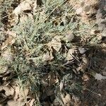 Astragalus cephalanthus