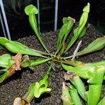 Sarracenia purpurea 形態