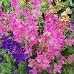 Salvia viridis ᱵᱟᱦᱟ