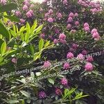 Rhododendron catawbienseപുഷ്പം