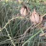 Hesperaloe parviflora Fruit