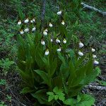 Cypripedium montanum Vekstform