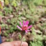 Onoseris onoseroides Кветка