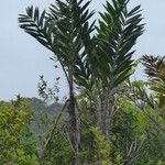 Bactris campestris List