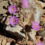 Allionia incarnata Floare