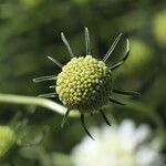 Scabiosa africana Lorea