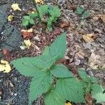 Phryma leptostachya Leaf