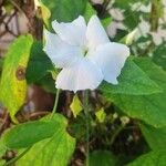 Thunbergia fragrans Λουλούδι