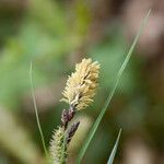 Carex flacca Kvet