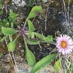 Erigeron alpinus Hábito