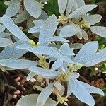 Salix helvetica Λουλούδι