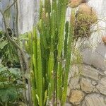 Euphorbia trigona Yeri