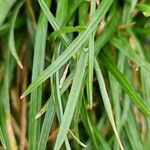 Sesleria caerulea Blad