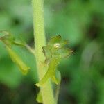 Neottia ovata Flor