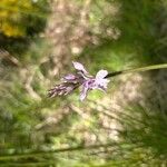 Dactylorhiza fuchsii Květ