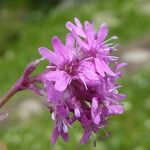 Viscaria alpina Flower