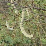 Vachellia nilotica Fruto