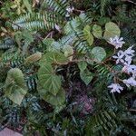 Begonia obliqua Flor