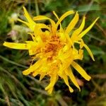 Hypochaeris uniflora Flower