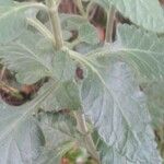 Teucrium flavum Leaf