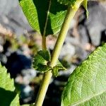 Salix laggeri Feuille