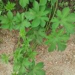 Humulus scandens برگ