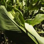 Spathiphyllum friedrichsthalii Leaf