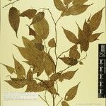 Carpinus viminea Other