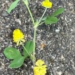 Trifolium campestre Žiedas