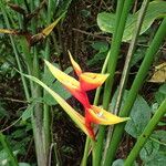 Heliconia bihai Λουλούδι